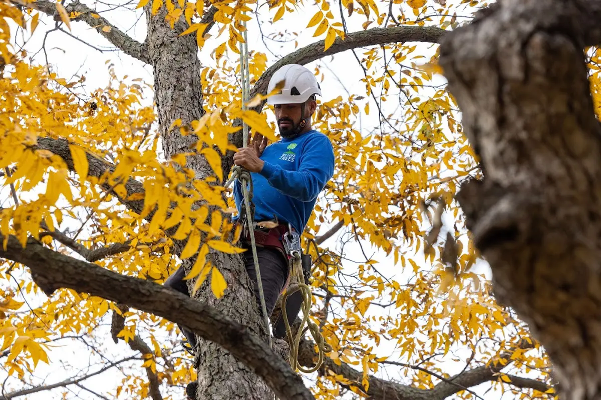 Skilled Tree Pruning crew working in Medora
